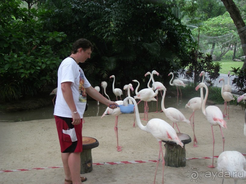 Альбом отзыва " Экскурсия "Полет Гиббона" (Тайланд, Паттайя)"