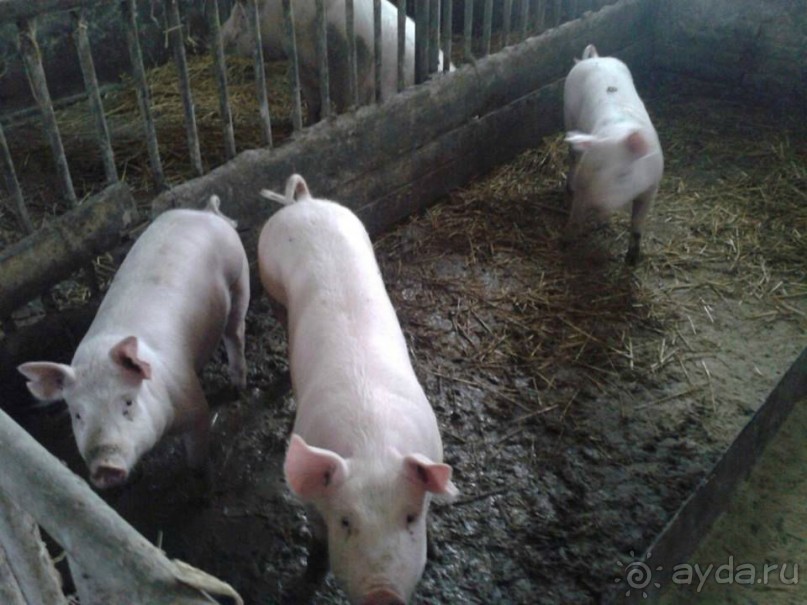 Путешествие в цыганский табор (Закарпатье). 