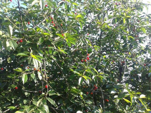 Путешествие в цыганский табор (Закарпатье). 