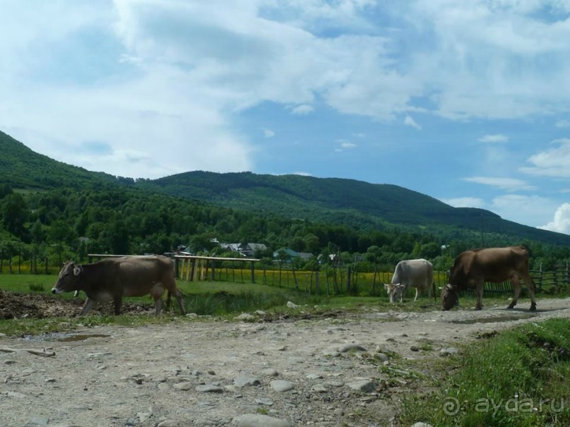 Путешествие в цыганский табор (Закарпатье). 