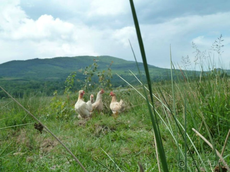 Путешествие в цыганский табор (Закарпатье). 