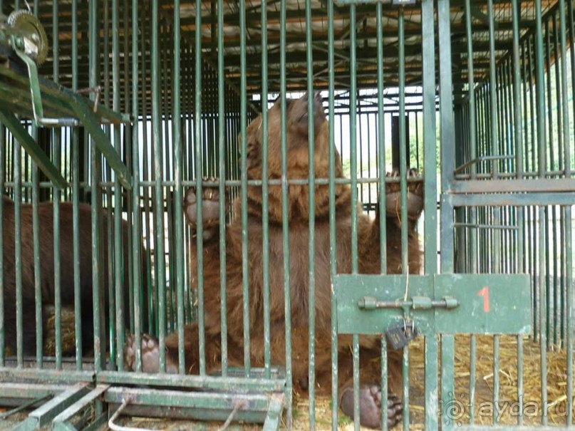 Путешествие в цыганский табор (Закарпатье). 