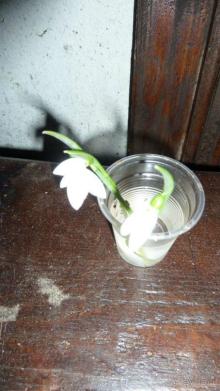 НГ в Закарпатье в ритме "Чардаш" (архитектурно-гастрономический тур). 