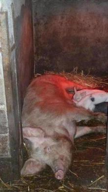 НГ в Закарпатье в ритме "Чардаш" (архитектурно-гастрономический тур). 