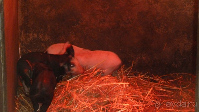 НГ в Закарпатье в ритме "Чардаш" (архитектурно-гастрономический тур). 