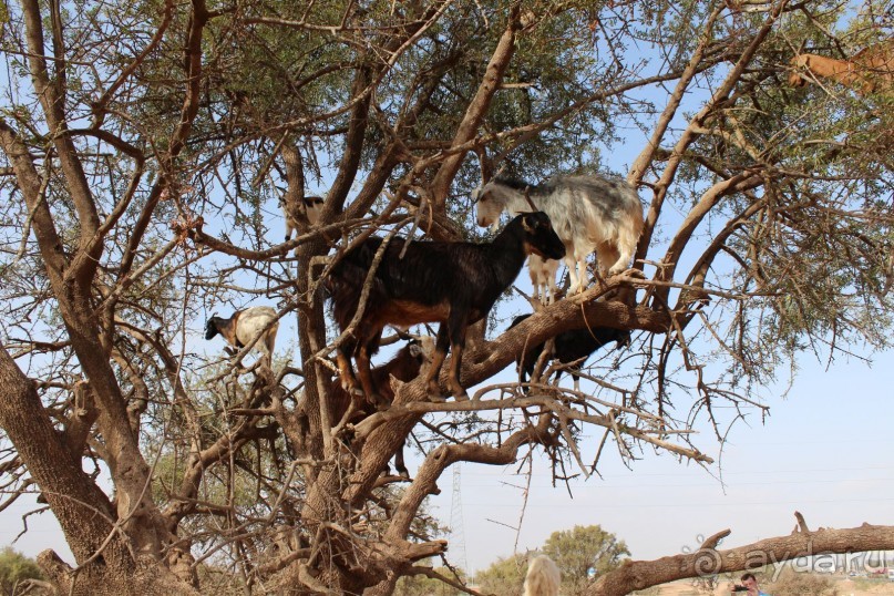 Летающие козы на аргановом дереве