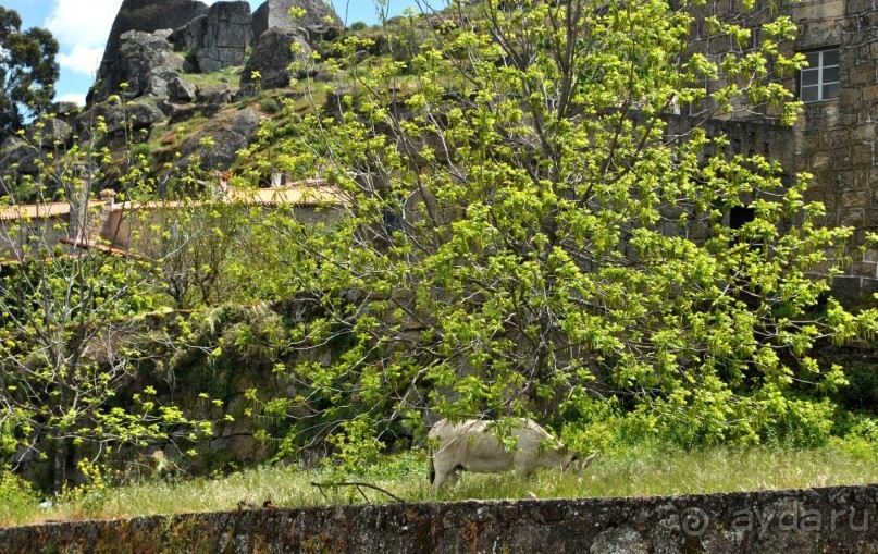 Как мы побывали в Каштелу Бранку