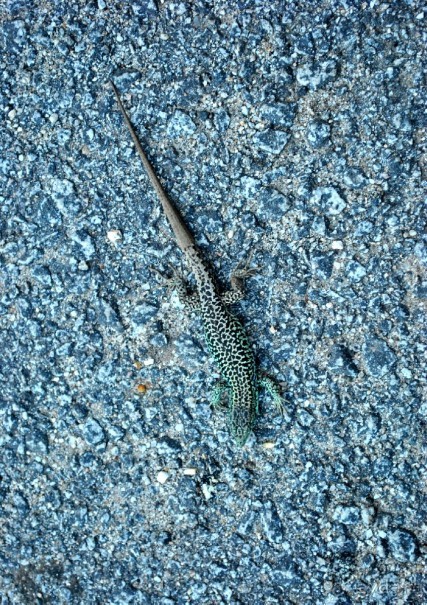 Как мы побывали в Каштелу Бранку