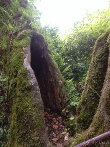 Дерево желаний