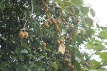 Адлер-Сочи, Октябрь -2015. Фотовоспоминание