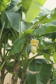 Адлер-Сочи, Октябрь -2015. Фотовоспоминание