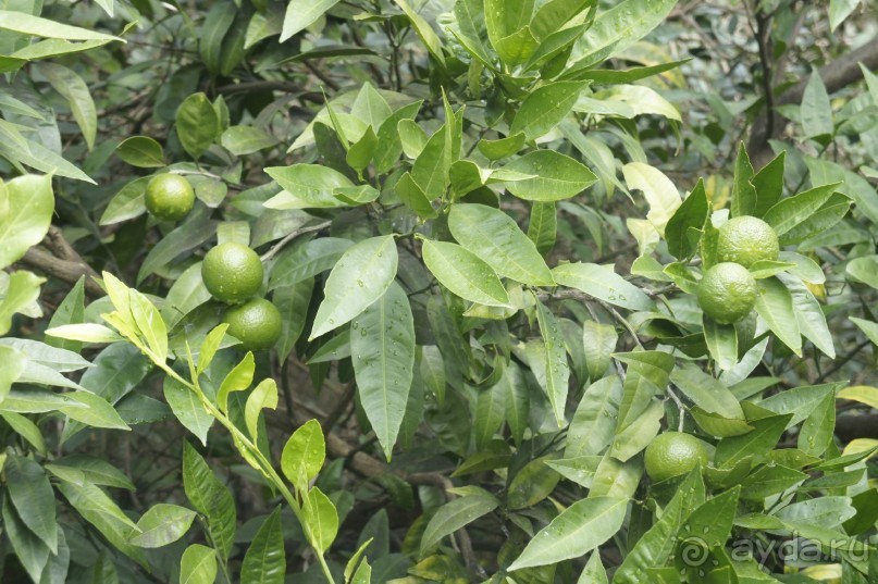 Адлер-Сочи, Октябрь -2015. Фотовоспоминание