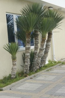 Адлер-Сочи, Октябрь -2015. Фотовоспоминание