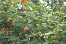 Адлер-Сочи, Октябрь -2015. Фотовоспоминание