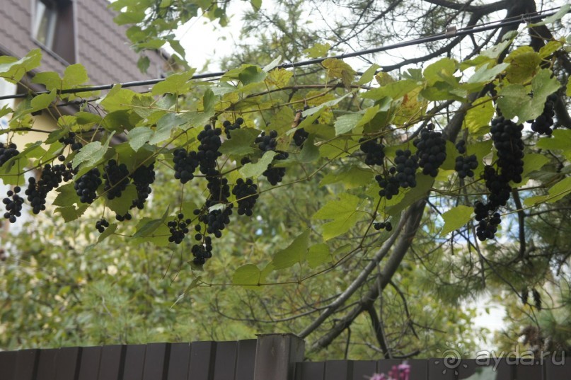 Адлер-Сочи, Октябрь -2015. Фотовоспоминание