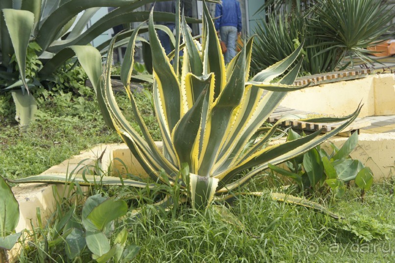 Адлер-Сочи, Октябрь -2015. Фотовоспоминание