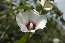 Адлер-Сочи, Октябрь -2015. Фотовоспоминание