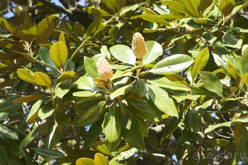 Адлер-Сочи, Октябрь -2015. Фотовоспоминание