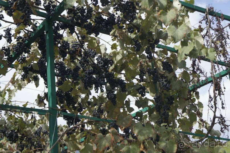 Адлер-Сочи, Октябрь -2015. Фотовоспоминание