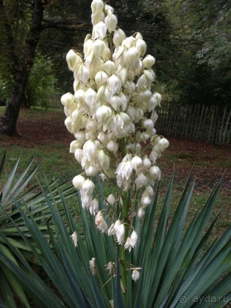 Адлер-Сочи, Октябрь -2015. Фотовоспоминание