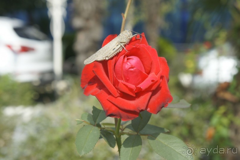 Адлер-Сочи, Октябрь -2015. Фотовоспоминание