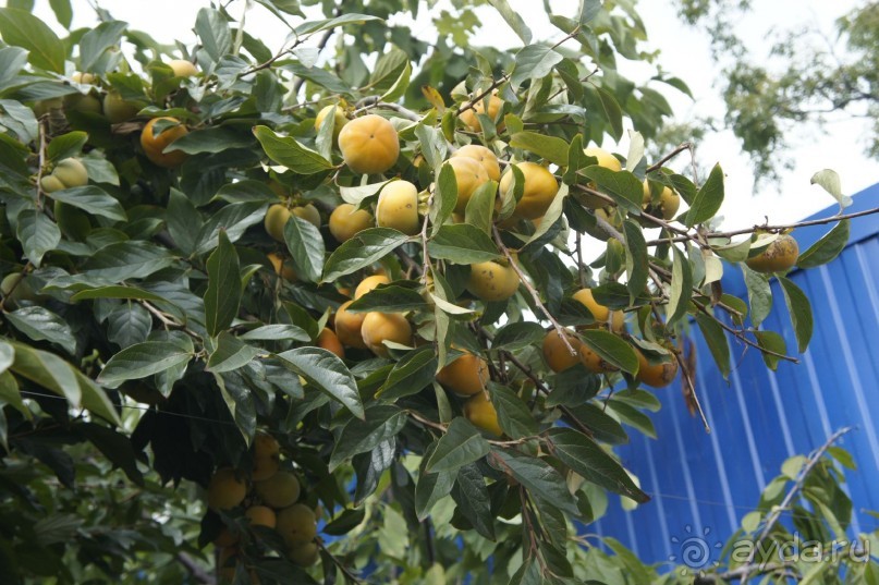 Адлер-Сочи, Октябрь -2015. Фотовоспоминание