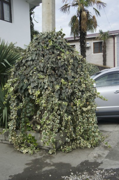 Адлер-Сочи, Октябрь -2015. Фотовоспоминание