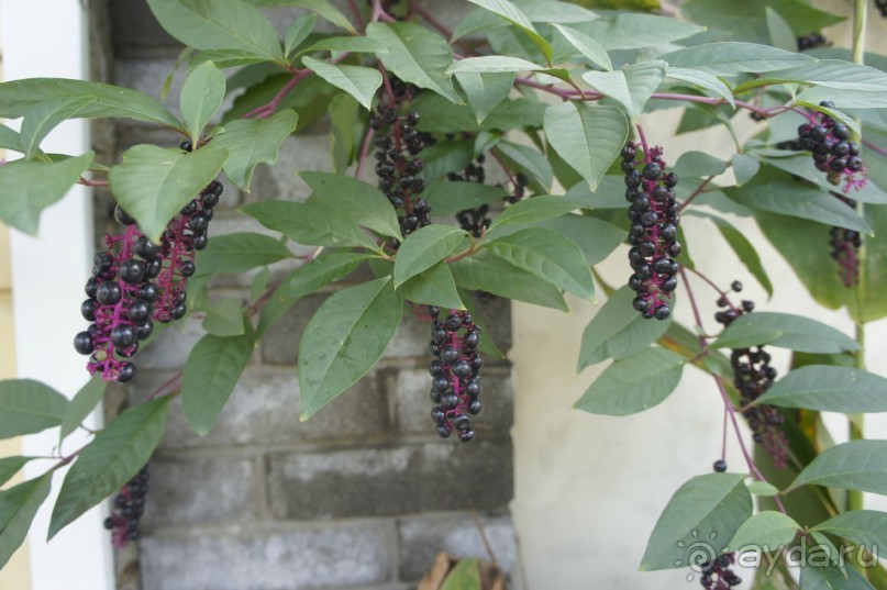 Адлер-Сочи, Октябрь -2015. Фотовоспоминание