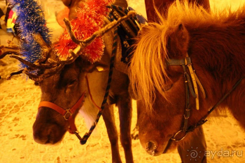 Жаль их - уставшие, голодные, замерзшие, невольные...