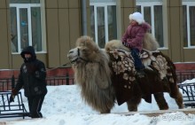Верблюды неплохо переносят сибирские морозы