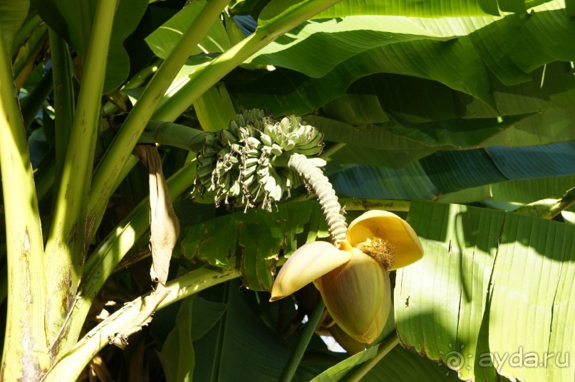 До встречи, Сочи! (отзыв о гостевом доме "Белая лилия" в Адлере)