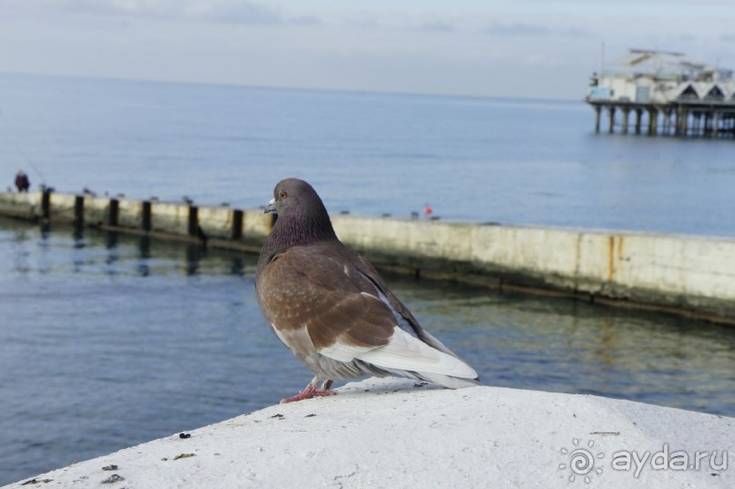 До встречи, Сочи! (отзыв о гостевом доме "Белая лилия" в Адлере)