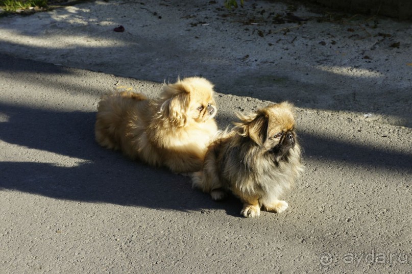 До встречи, Сочи! (отзыв о гостевом доме "Белая лилия" в Адлере)
