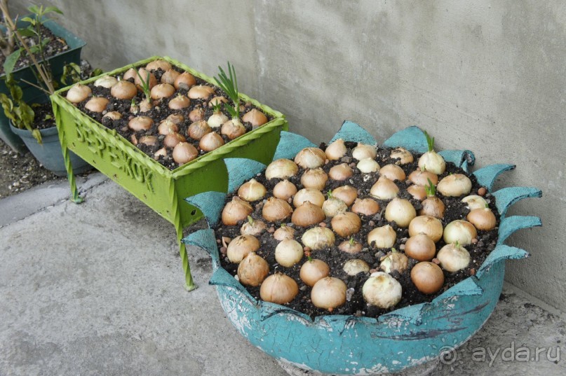 До встречи, Сочи! (отзыв о гостевом доме "Белая лилия" в Адлере)