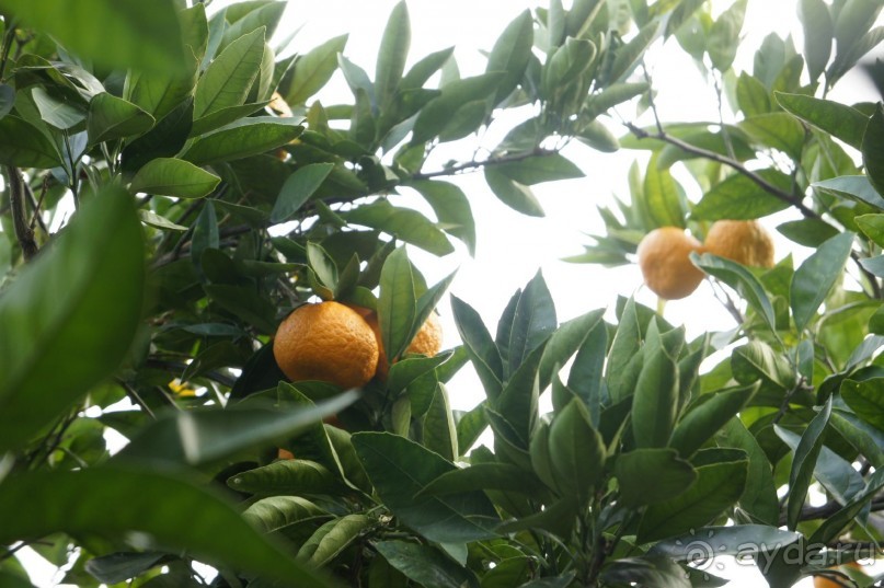 До встречи, Сочи! (отзыв о гостевом доме "Белая лилия" в Адлере)