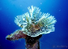 Твердая 4ка