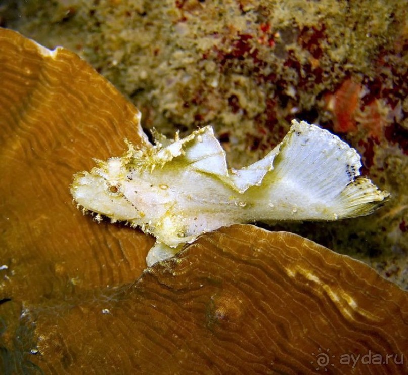 Твердая 4ка