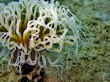 Твердая 4ка