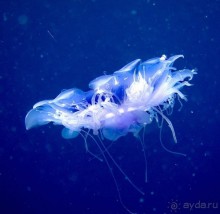 Твердая 4ка