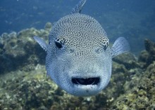 Твердая 4ка