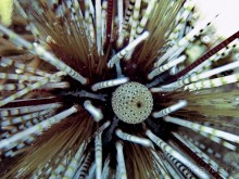 Твердая 4ка