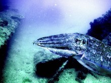 Твердая 4ка