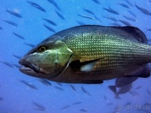 Твердая 4ка