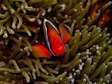 Твердая 4ка