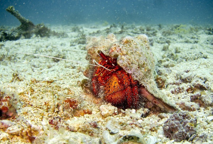 Твердая 4ка