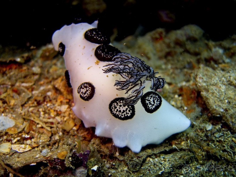 Твердая 4ка