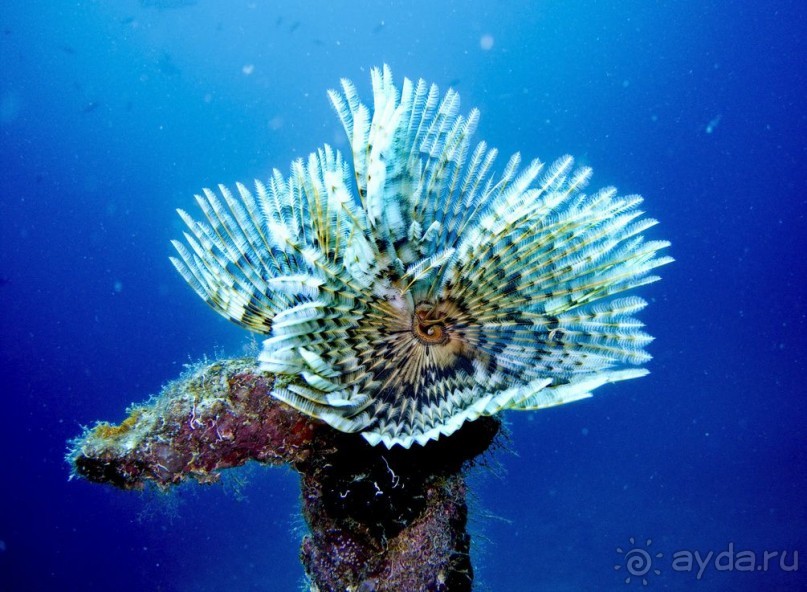 Твердая 4ка