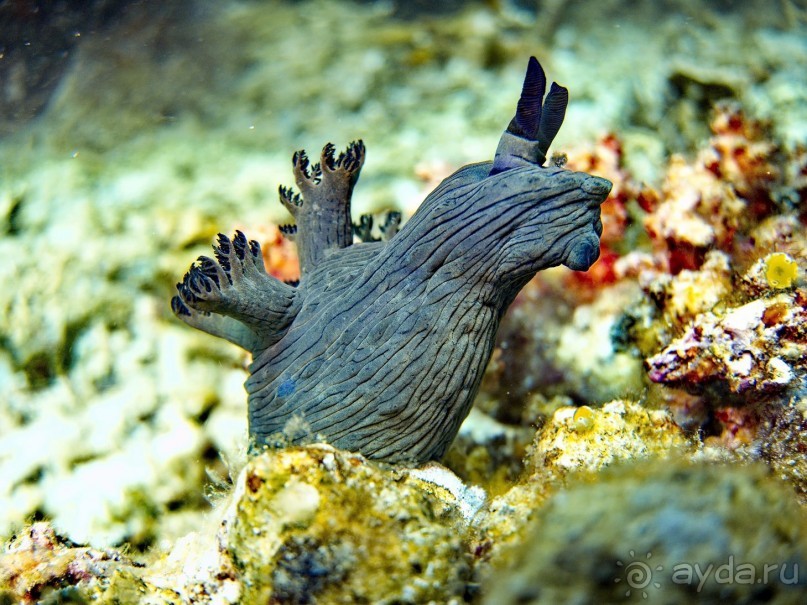 Твердая 4ка