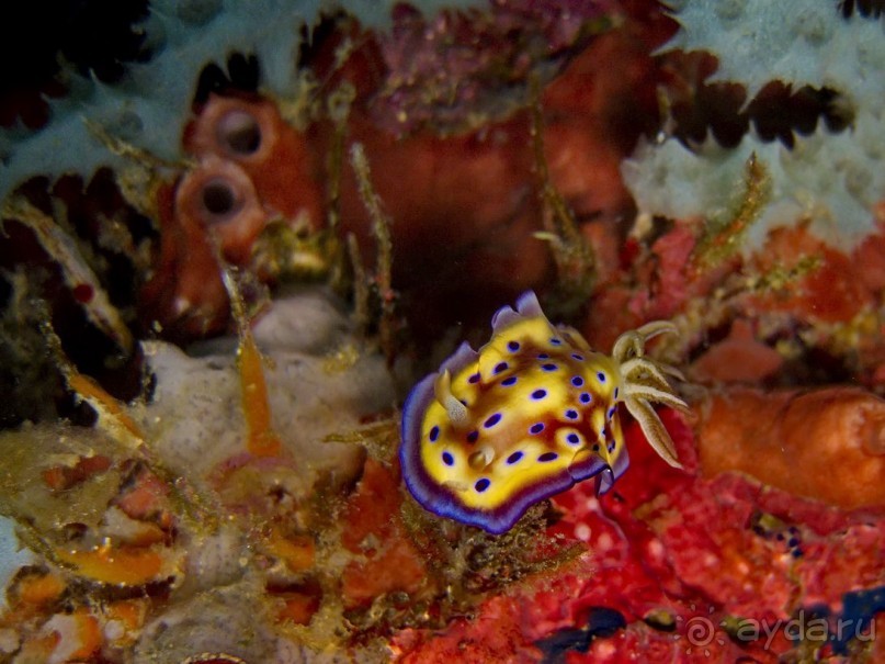 Твердая 4ка