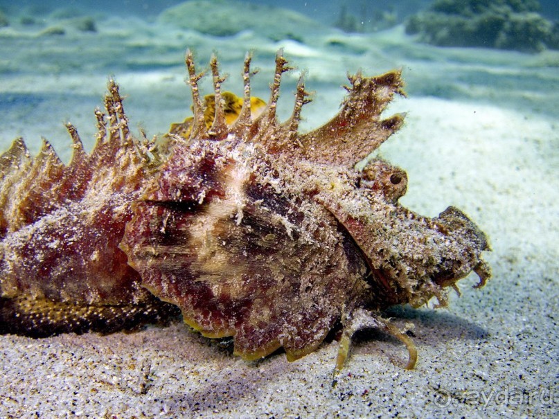 Твердая 4ка